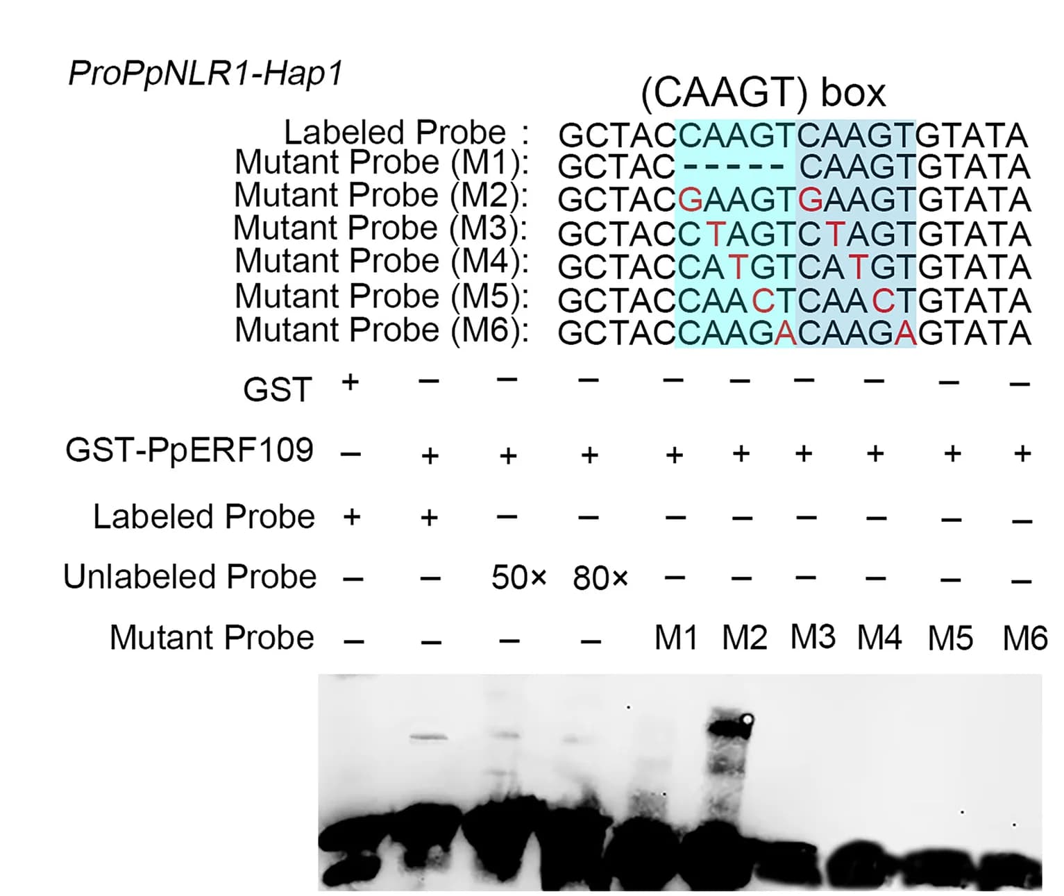 Open access visualization of Gel, Electrophoretic Mobility Shift Assay, EMSA, PpERF109, (N)AAGT Motif