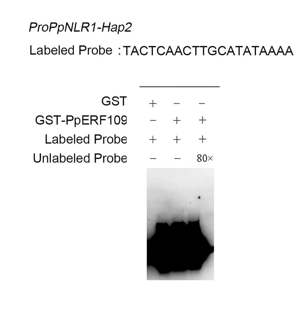 Open access visualization of Gel, Table Image, Electrophoretic Mobility Shift Assay, EMSA, PpERF109