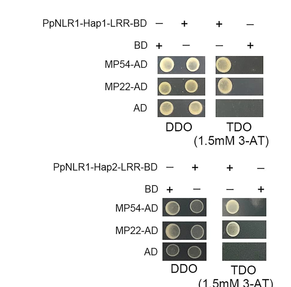 Open access visualization of Gel, Y2H, Protein Interaction, PpNLR1, MP54
