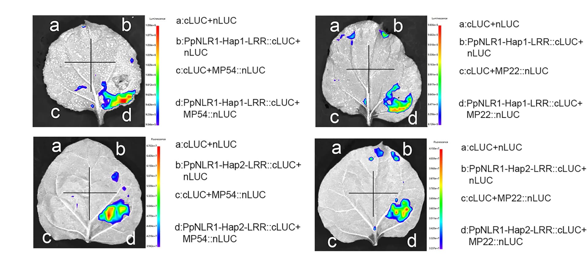 Open access visualization of Microscopy, Dual-LUC Reporter Assay, Tobacco Leaves, Protein Interaction, PpNLR1