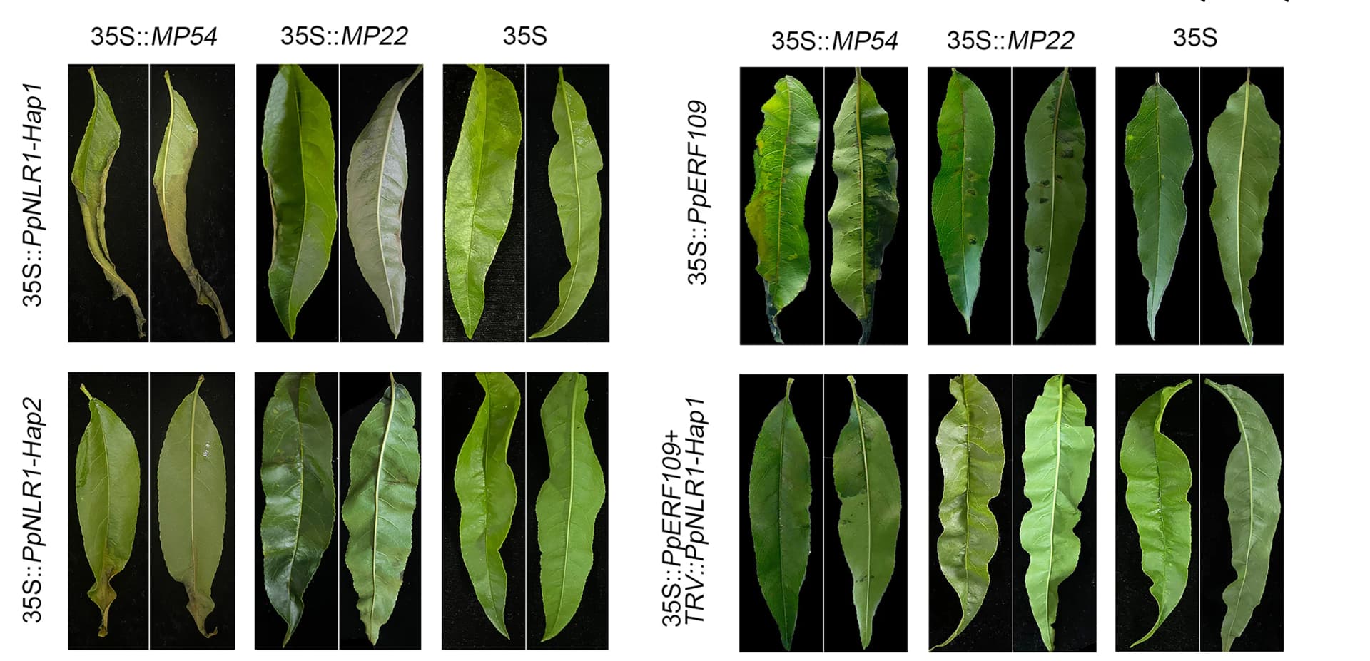 Open access visualization of Photo, Phenotype, Co-expression, PpNLR1, MP54