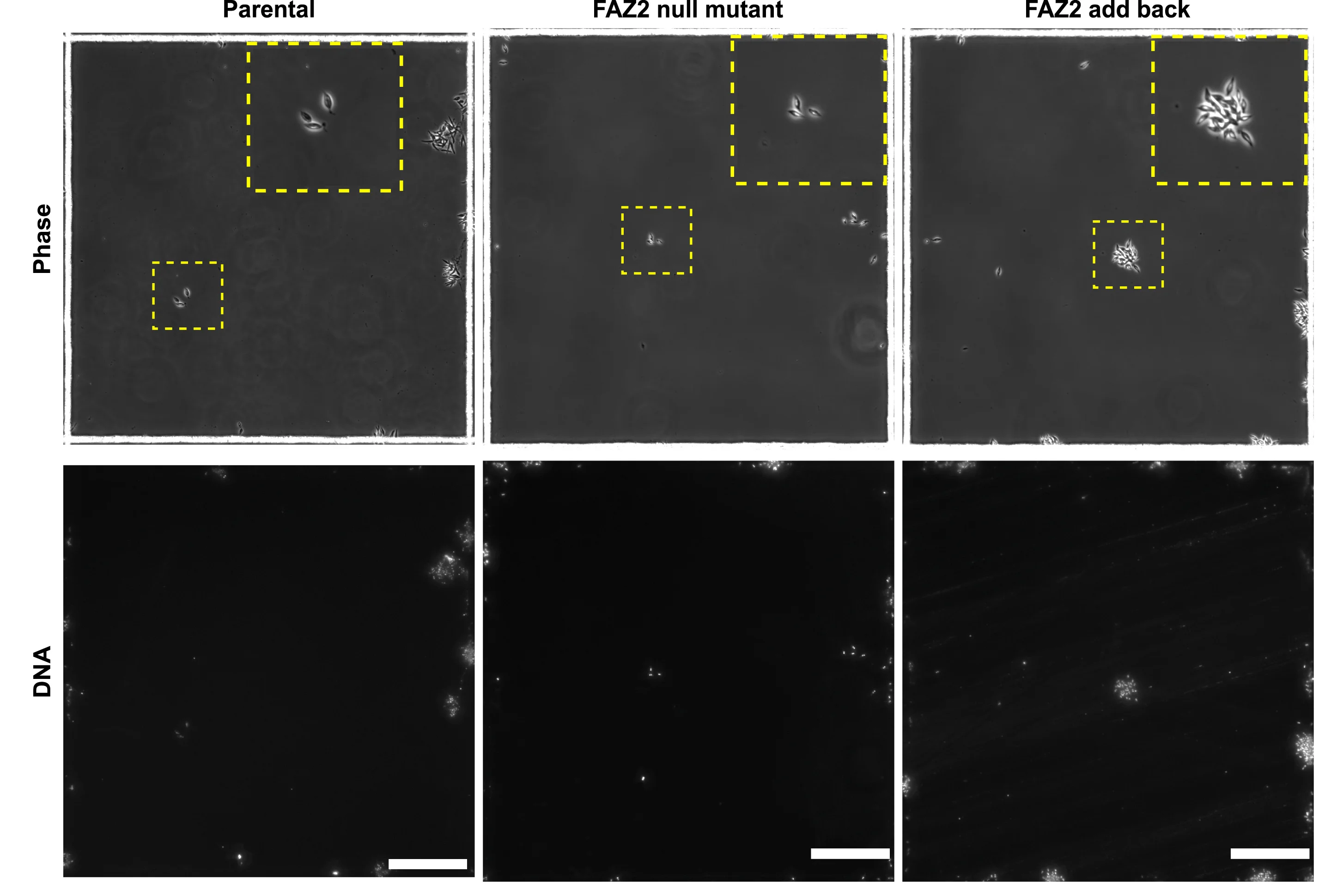 Open access visualization of Microscopy, L. mexicana, FAZ2, Null Mutant, Add-back