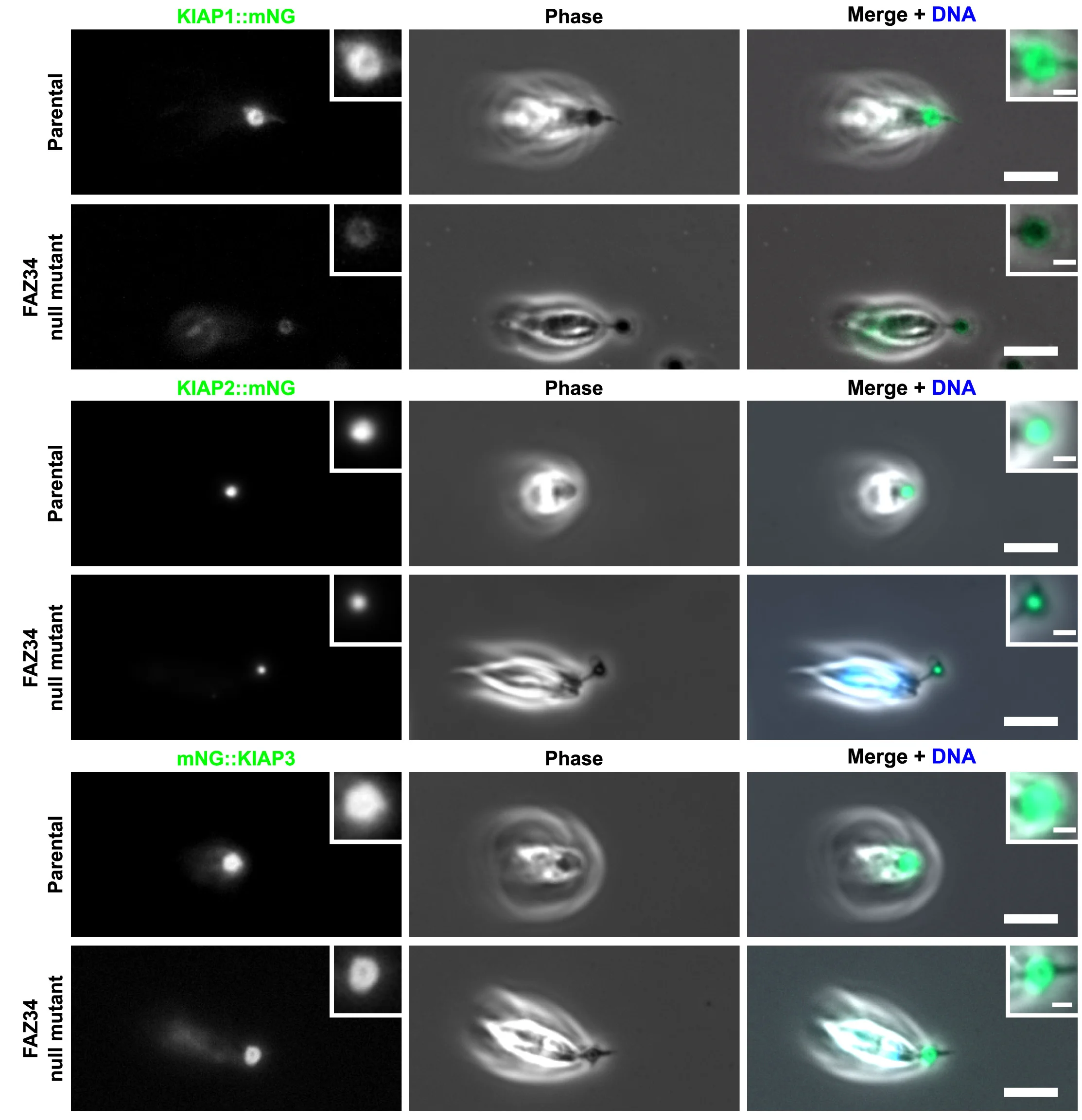 Open access visualization of Microscopy, KIAP1, KIAP2, KIAP3, L. Mexicana