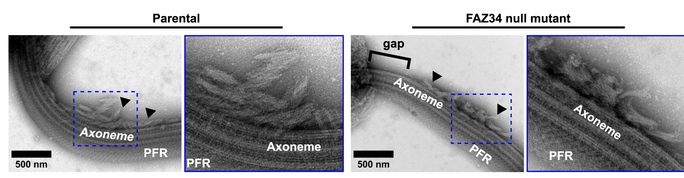 Open access visualization of Microscopy, Negative Stain, L. mexicana, Parental Cells, FAZ34 Null Mutant Cells