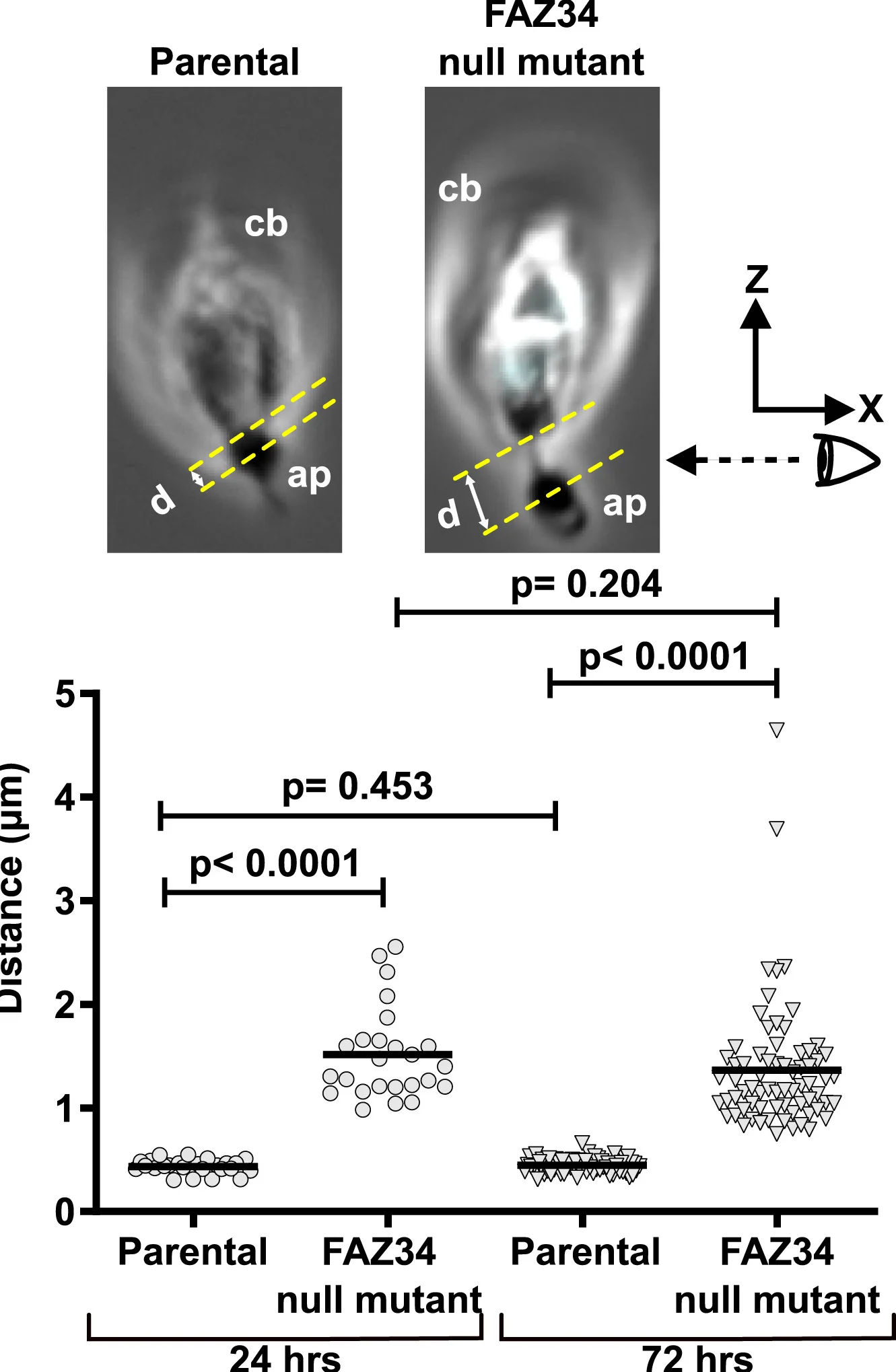 Open access visualization of Scatter Plot, Distance measurement, Cell body, Adhesion plaque, Parental cells