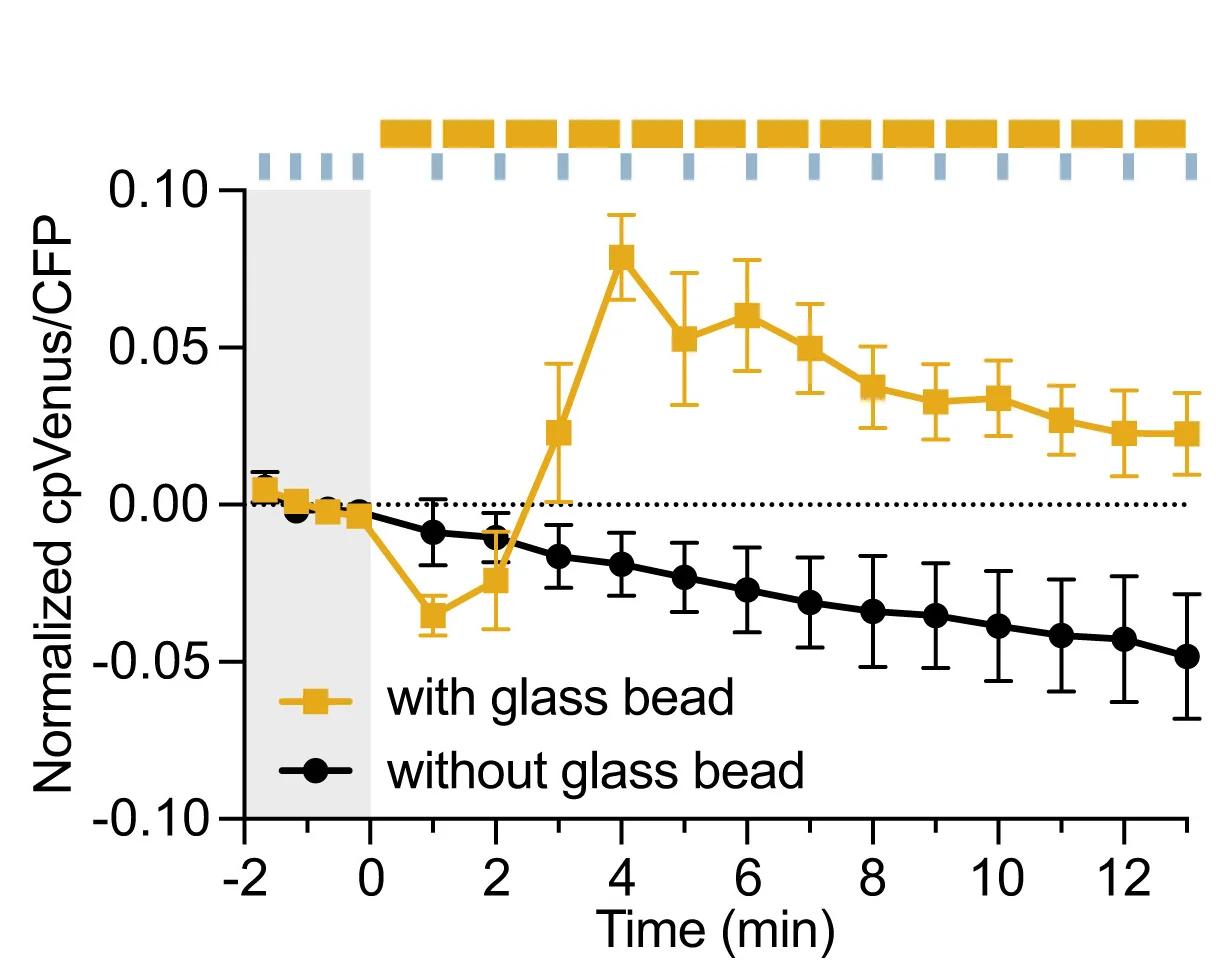 Open access visualization of Line Plot, Error Bars, Calcium Dynamics, Halogen Light, Glass Bead