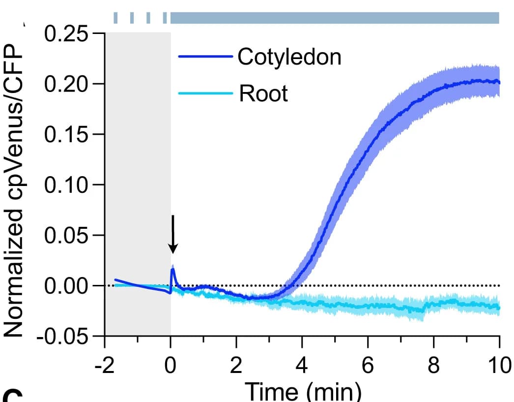 Open access visualization of Line Plot, Error Bars, Laser, Cotyledons, Roots