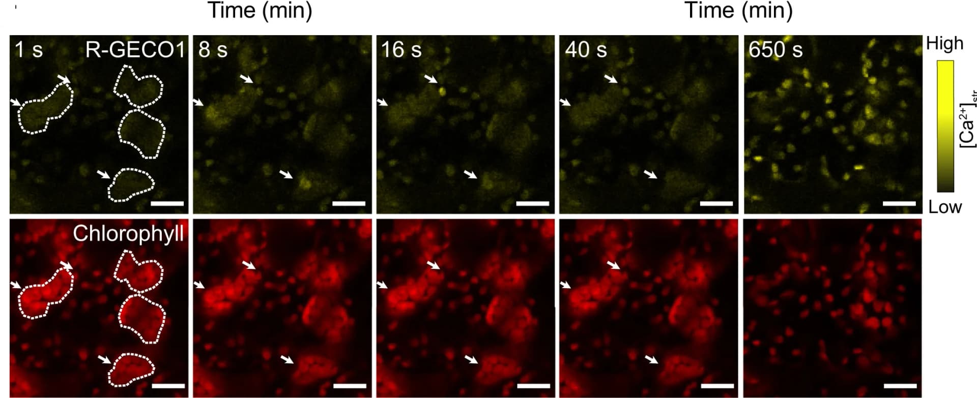 Open access visualization of Microscopy, R-GECO1 Signal, Chlorophyll, Chloroplasts, Mesophyll Cells