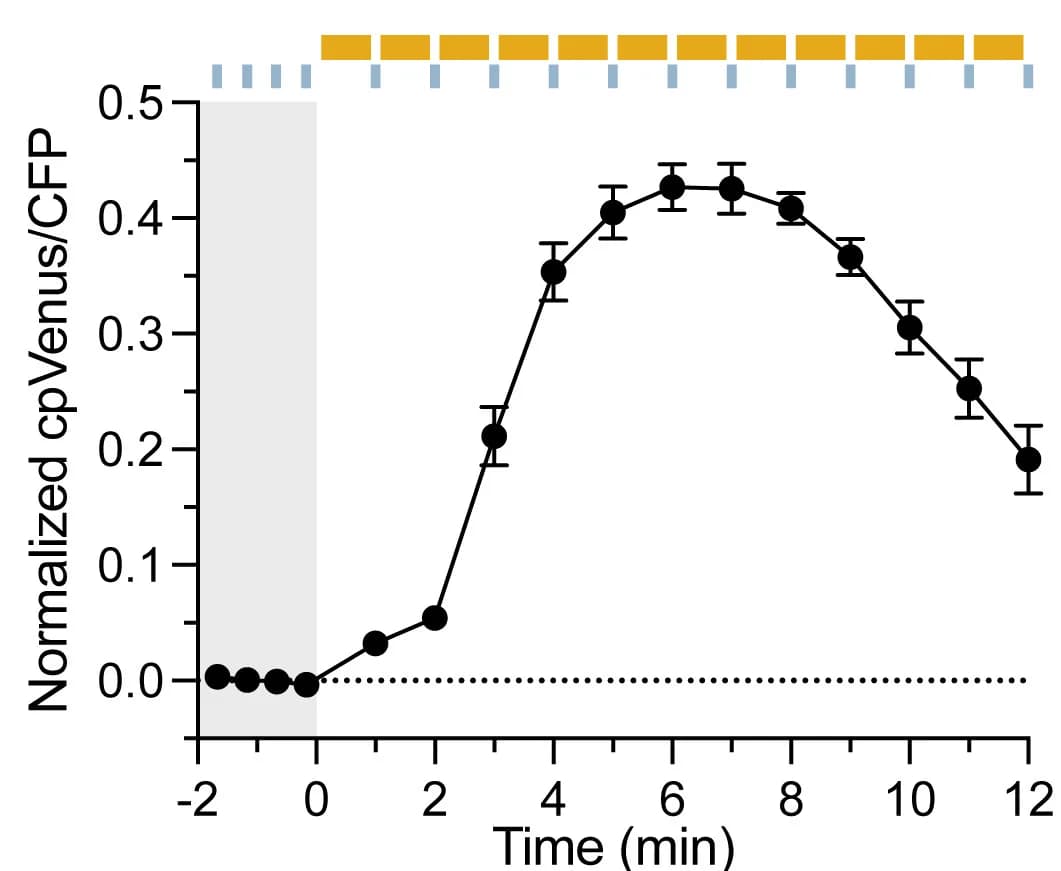 Open access visualization of Line Plot, Error Bars, Calcium Dynamics, White Light, 2BAM4-YC3.6 Line