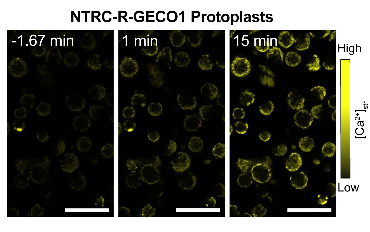 Open access visualization of Microscopy, R-GECO1 Signals, Protoplasts, NTRC-R-GECO1 Line, White Light