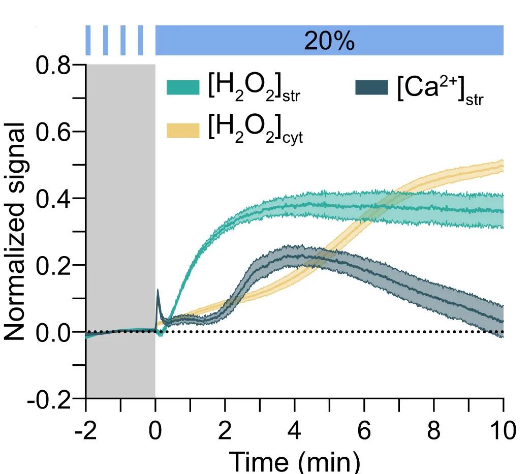 Open access visualization of Line Plot, Error Bars, H2O2, Ca2+, Laser Light