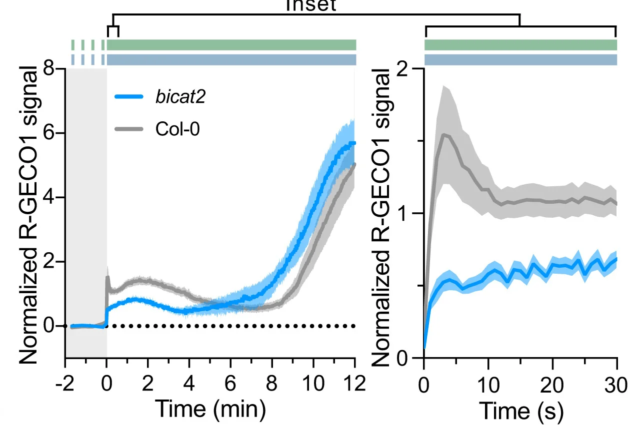 Open access visualization of Line Plot, Error Bars, Calcium, Laser Stimulation, bicat2