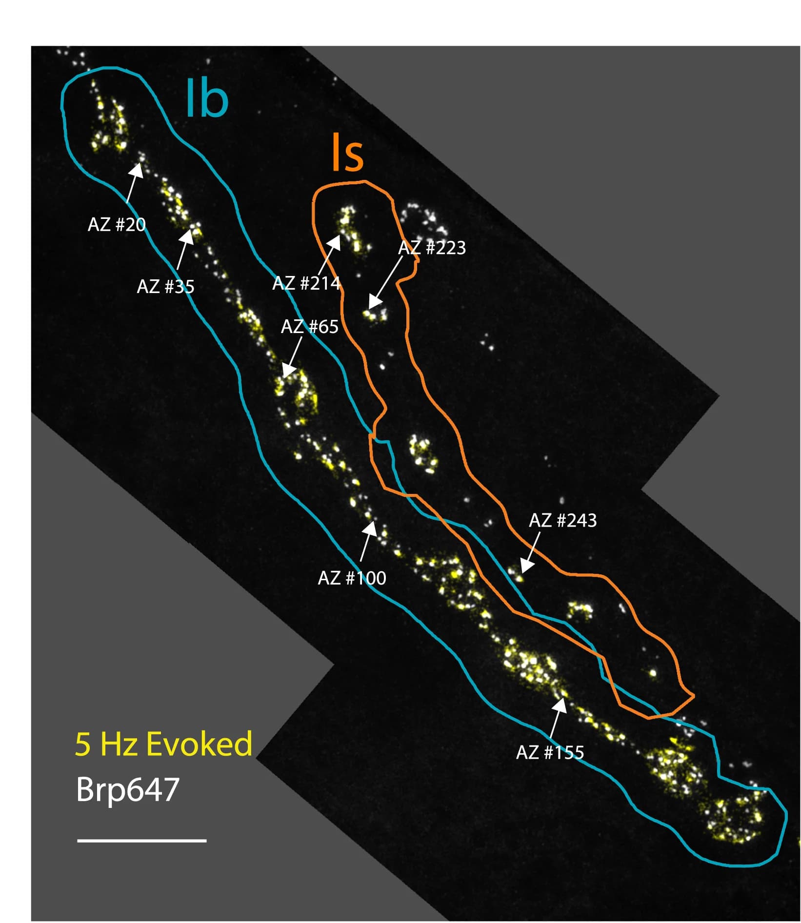 Open access visualization of Microscopy, Release Events, NMJs, Active Zones
