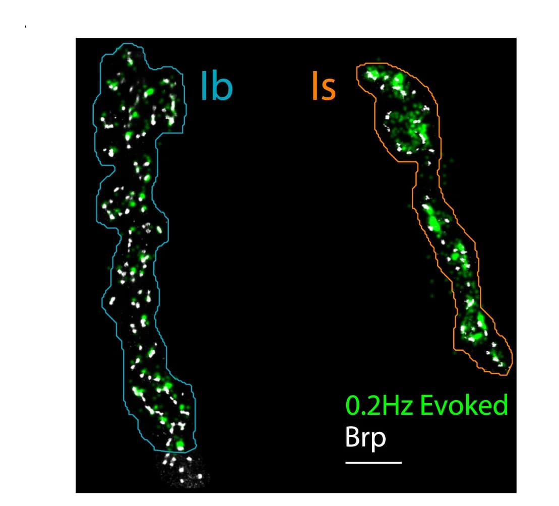 Open access visualization of Microscopy, Prmap, Stimulation, Active Zones, BRP