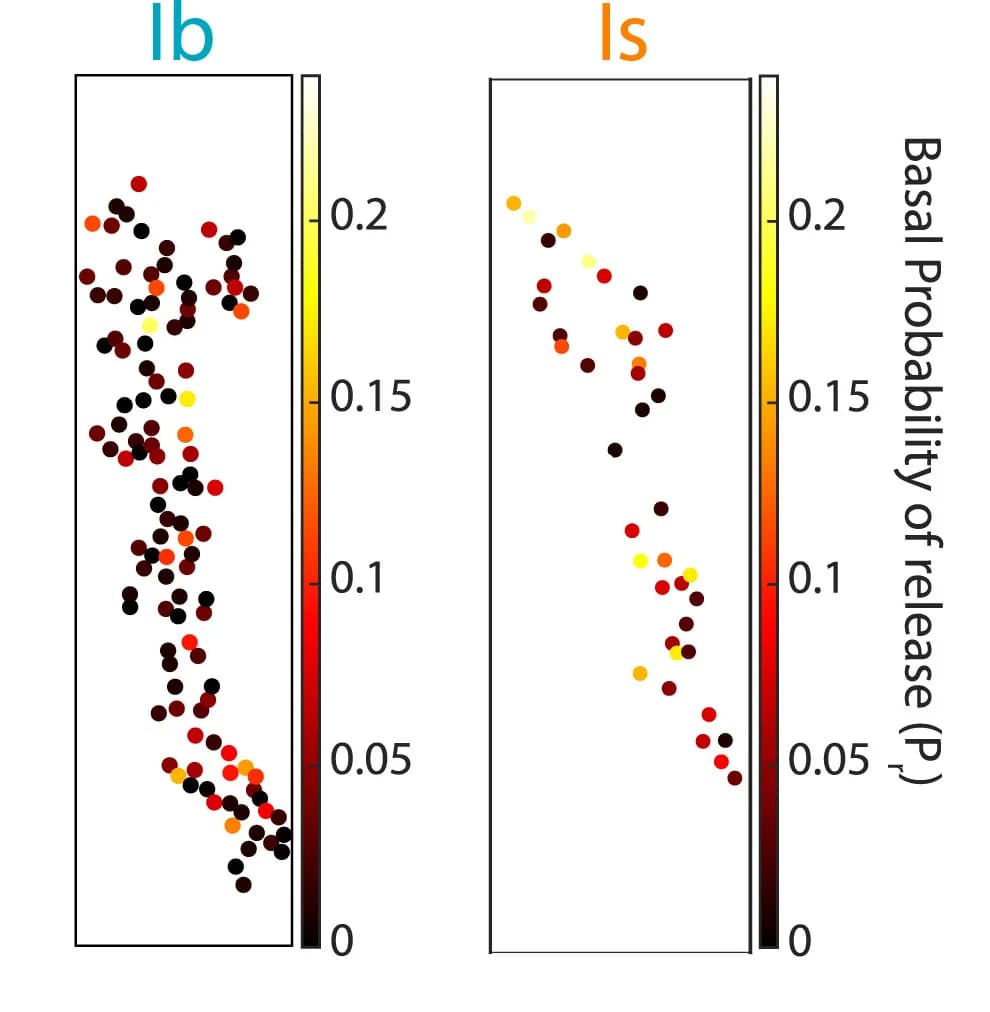 Open access visualization of Scatter Plot, Active Zones, Neuromuscular Junctions, Probability of Release, Coordinates