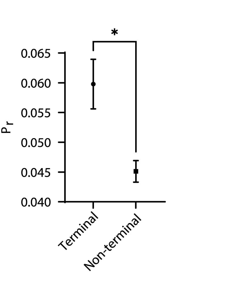 Open access visualization of Error Bars, Probability of Release, Active Zones, Terminal Boutons, Non-Terminal Boutons