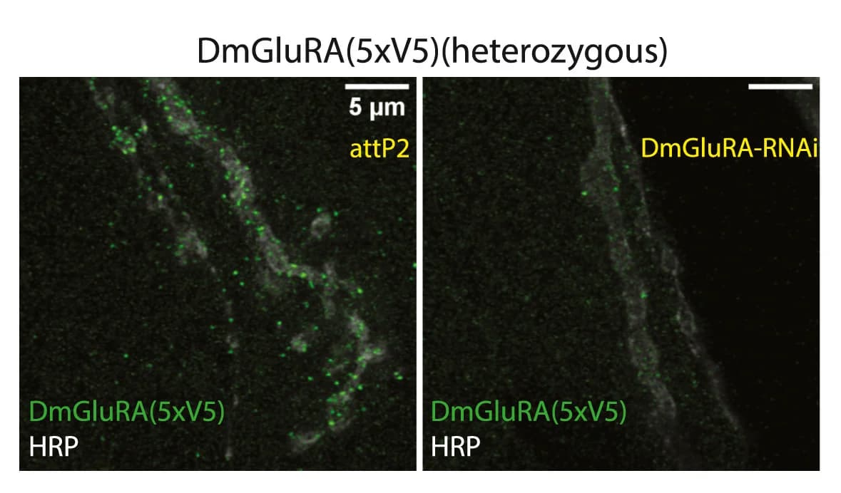 Open access visualization of Microscopy, Anti-V5 Antibody Staining, DmGluRA, RNAi Knockdown