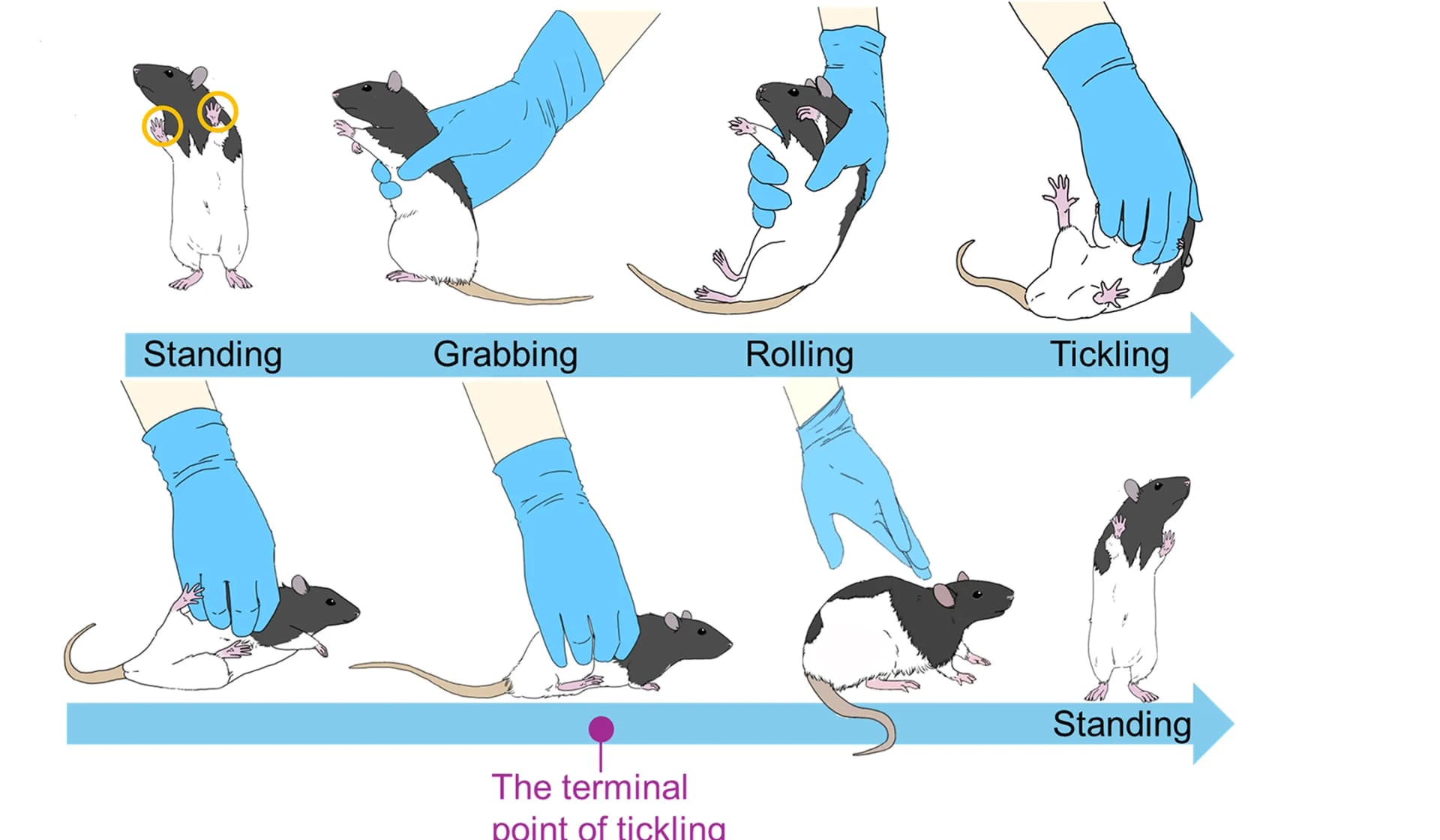 Open access visualization of Workflow, Illustration, Rat, Tickling, Standing Behavior