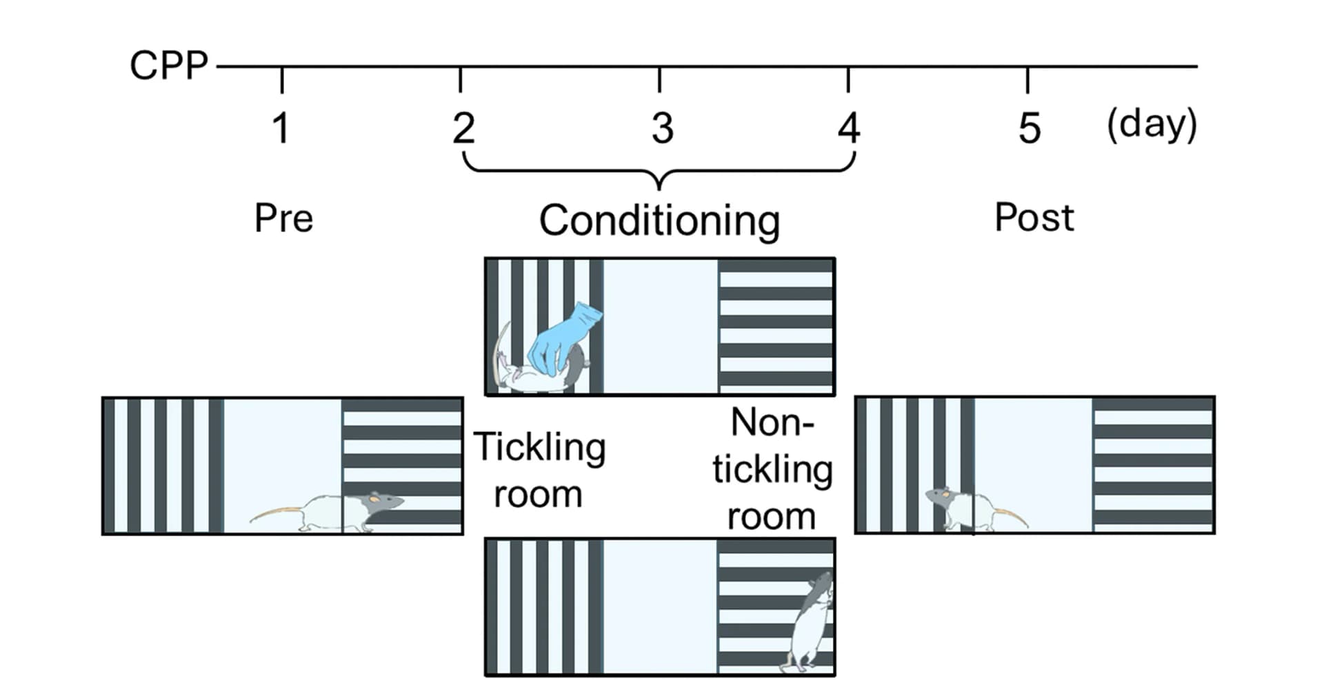 Open access visualization of Workflow, Illustration, Experimental Paradigm, CPP Test, Rats