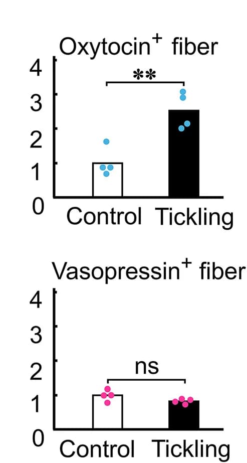 Open access visualization of Bar Plot, Scatter Plot, Immunohistochemical Analysis, Oxytocin Fibers, Vasopressin Fibers