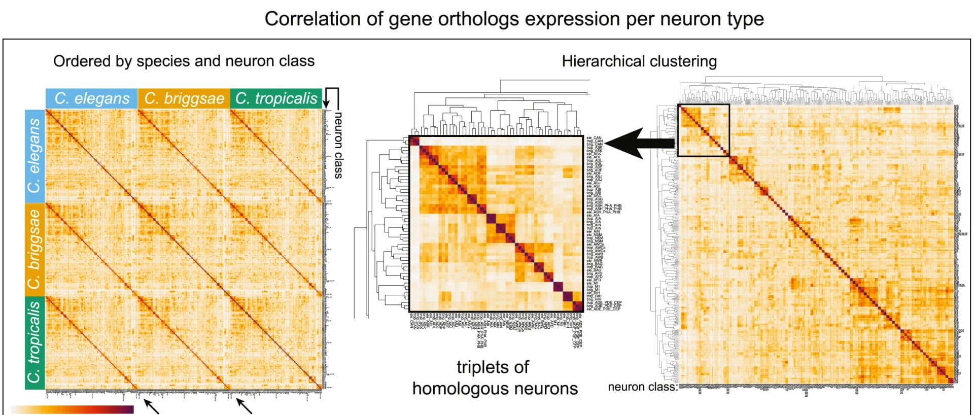 Open access visualization of Heatmap, Clustered, Correlation Heatmaps, Gene Expression, Orthologs