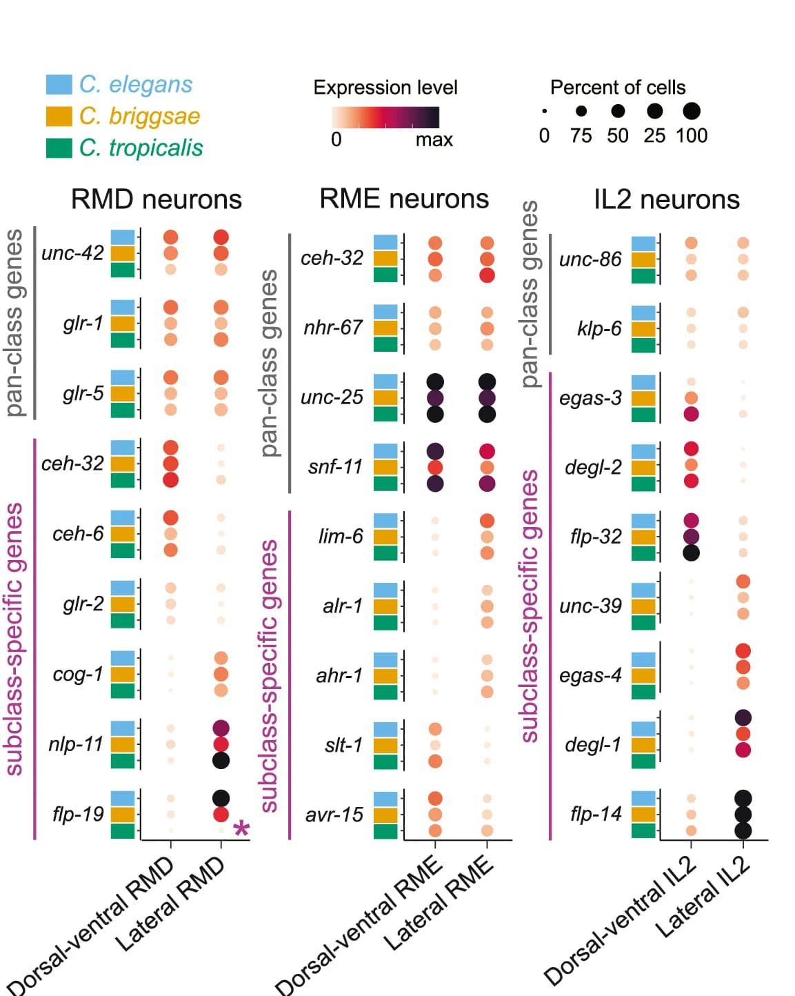 Open access visualization of Bar Plot, Scatter Plot, Cross-Species Expression, Gene Expression, RMD Neurons