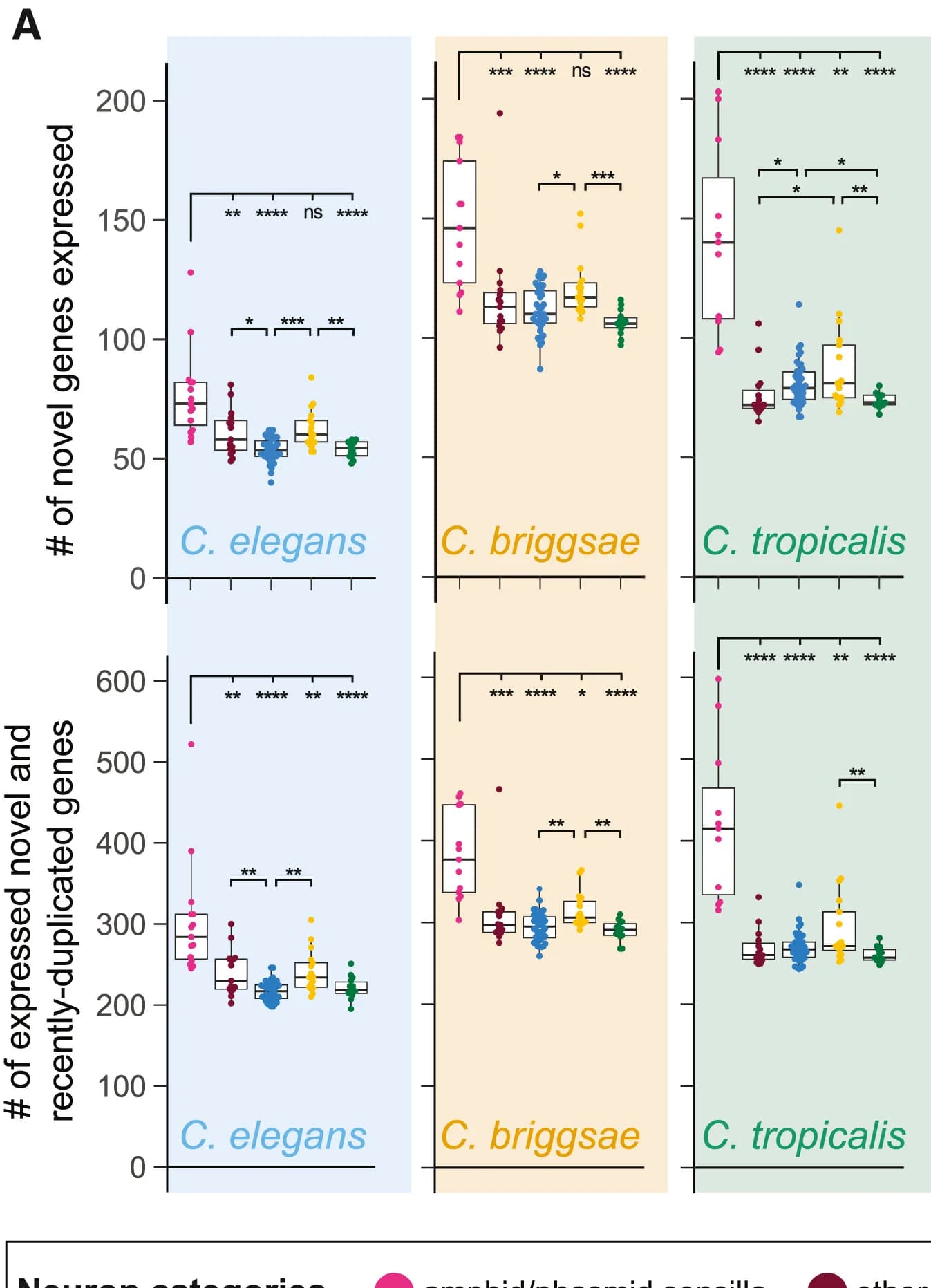 Open access visualization of Box Plot, Scatter Plot, Species-Specific Novel Genes, Recently Duplicated Genes, Neuron Classes