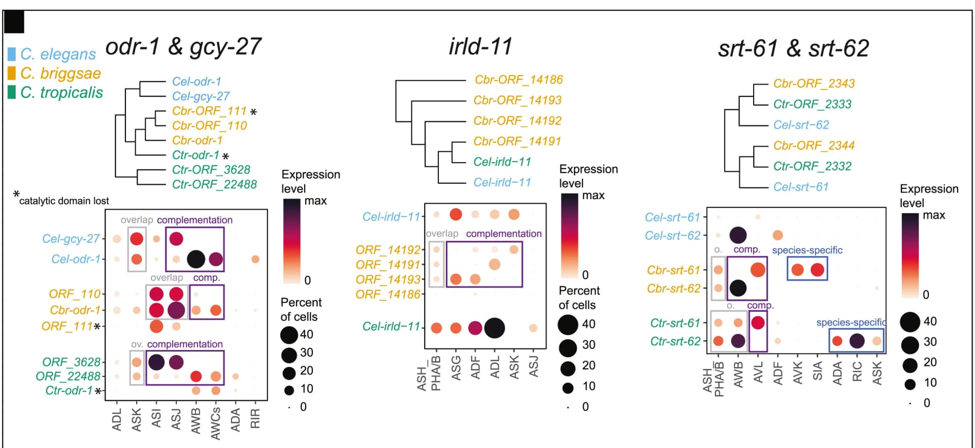 Open access visualization of Scatter Plot, Expression Patterns, Orthogroups, Homologous Genes, Paralog Overlap