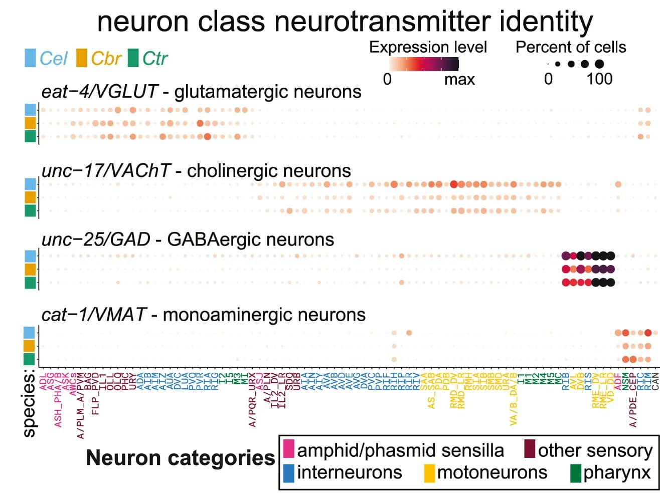 Open access visualization of Bubble Plot, Heatmap, Cross-Species Expression, Neurotransmitter Synthesis, Vesicular Transporter Genes