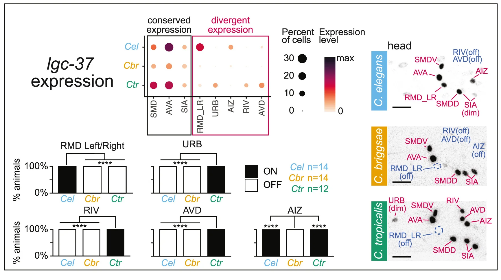 Open access visualization of Bar Plot, Scatter Plot, Photo, Neuron-Class-Specific Expression, GABA-Gated Ion Channel