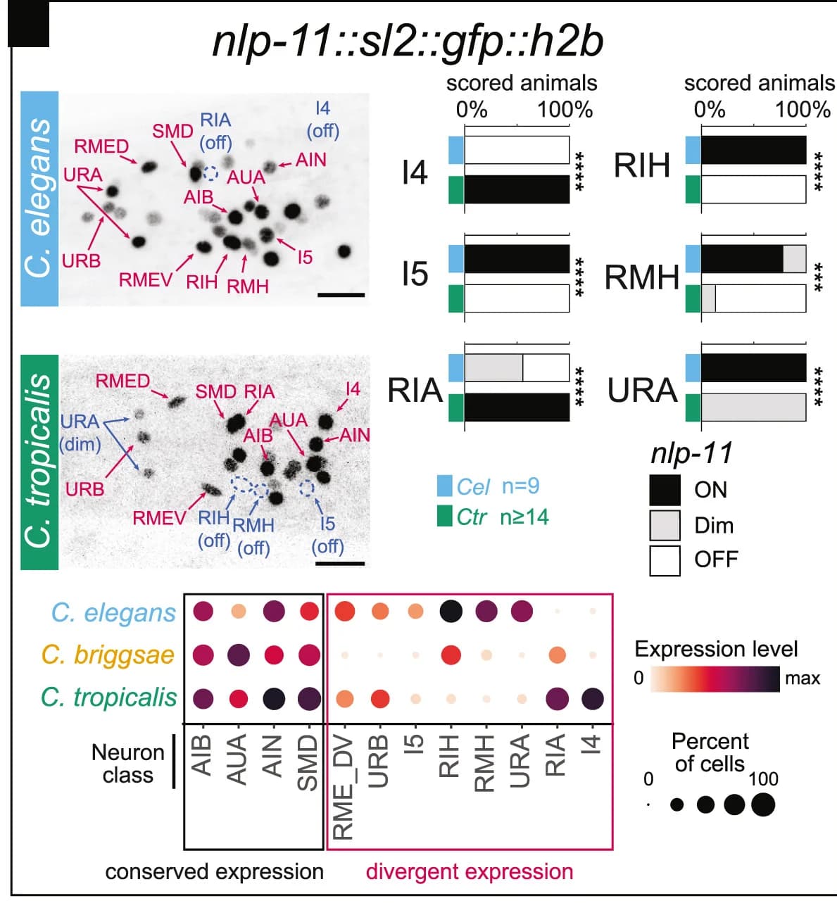 Open access visualization of Photo, Bar Plot, Scatter Plot, Microscopy, Neuron