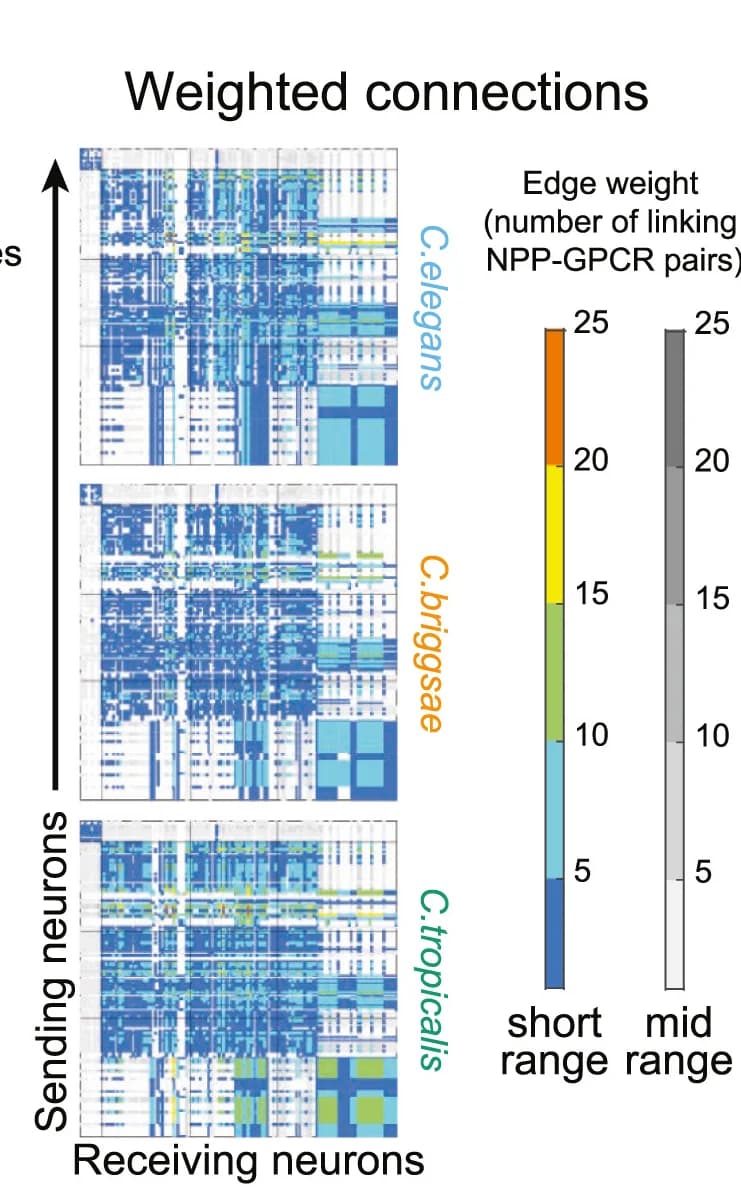 Open access visualization of Heatmap, Connectome, Neuropeptide, Receptor, Cell Connection