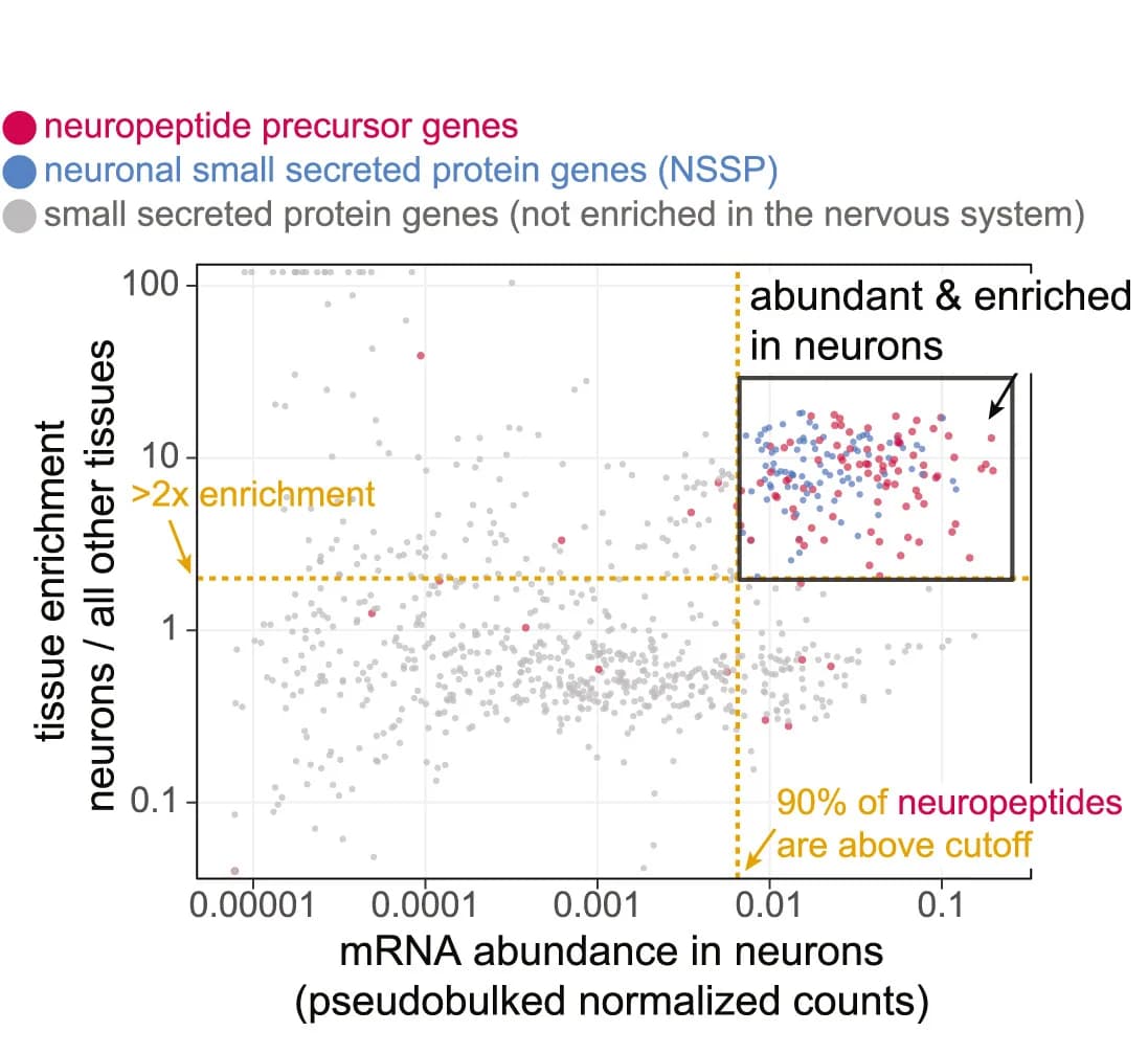 Open access visualization of Scatter Plot, Neuronal Enrichment, Neuronal Expression Levels, Small Secreted Proteins, Neuropeptides