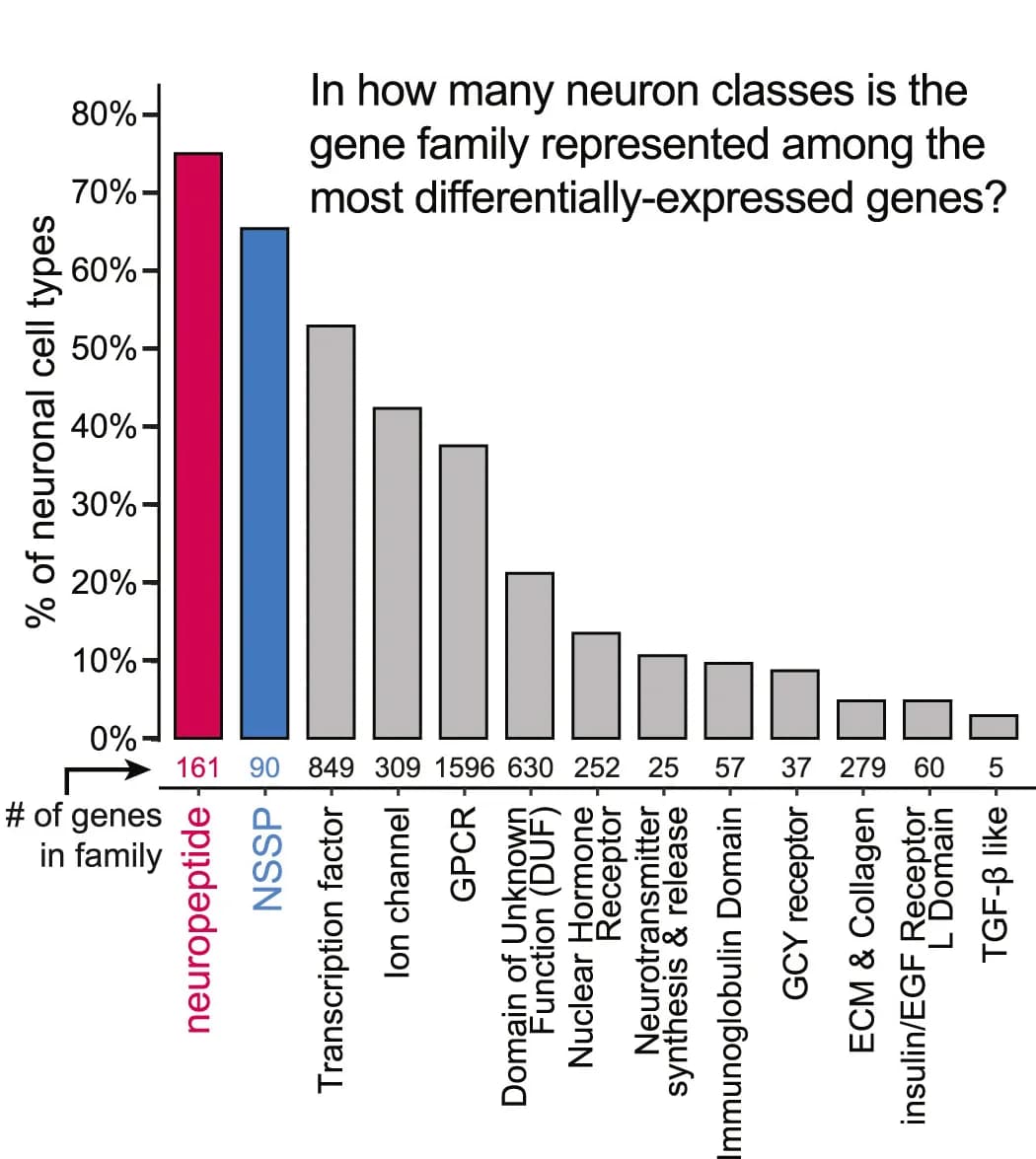 Open access visualization of Bar Plot, Neuron Classes, Differentially Expressed Genes, Gene Family, Genes