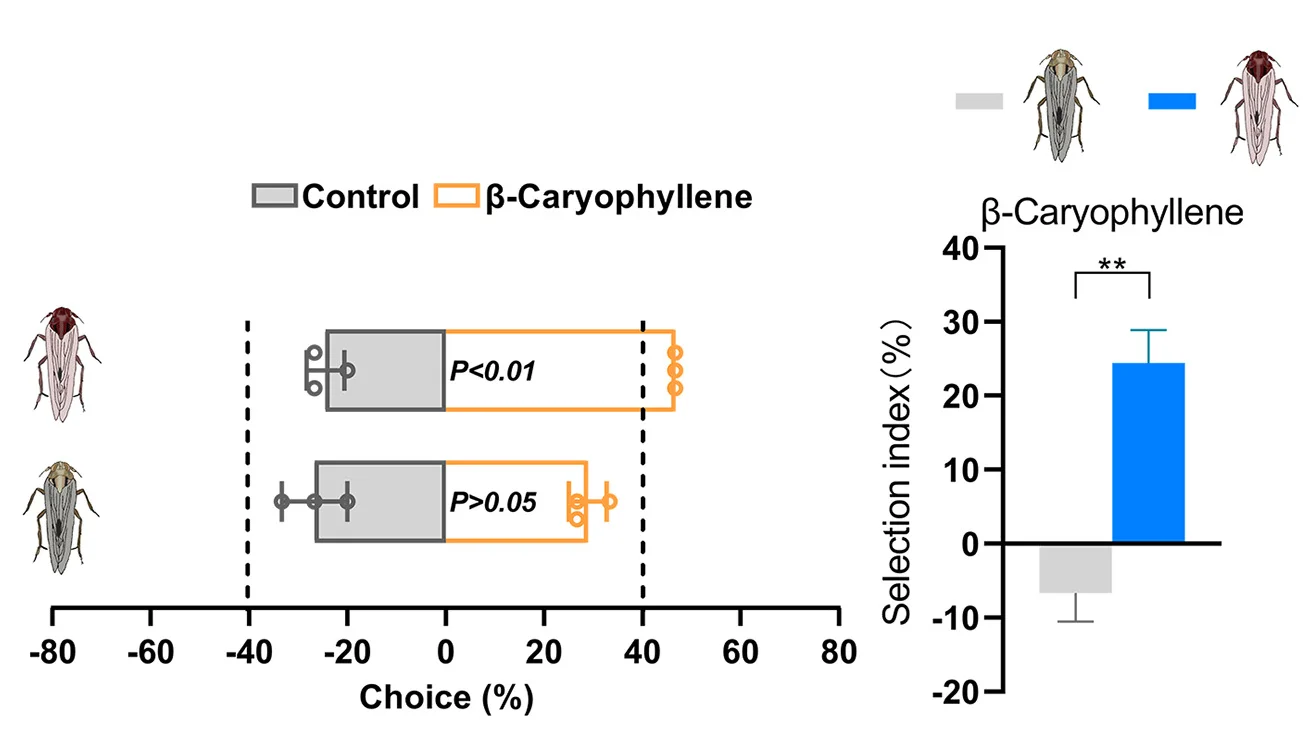 Open access visualization of Error Bars, Bar Plot, Two-Port Olfactometer Assays, Viruliferous, Non-viruliferous