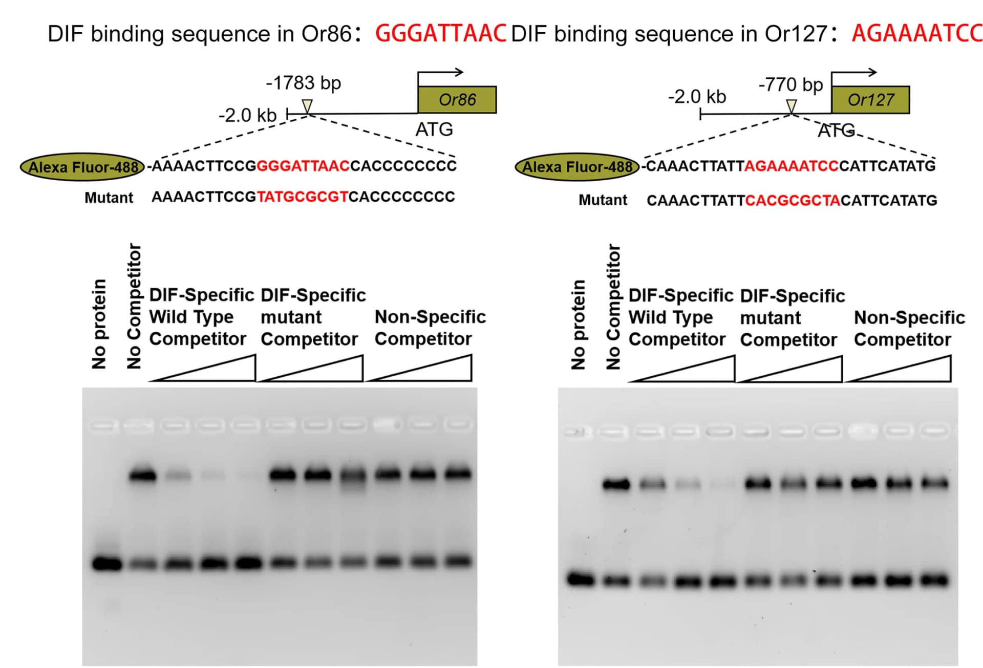 Open access visualization of Gel, Illustration, Electrophoretic Mobility Shift Assay, EMSA, MBP-DIF