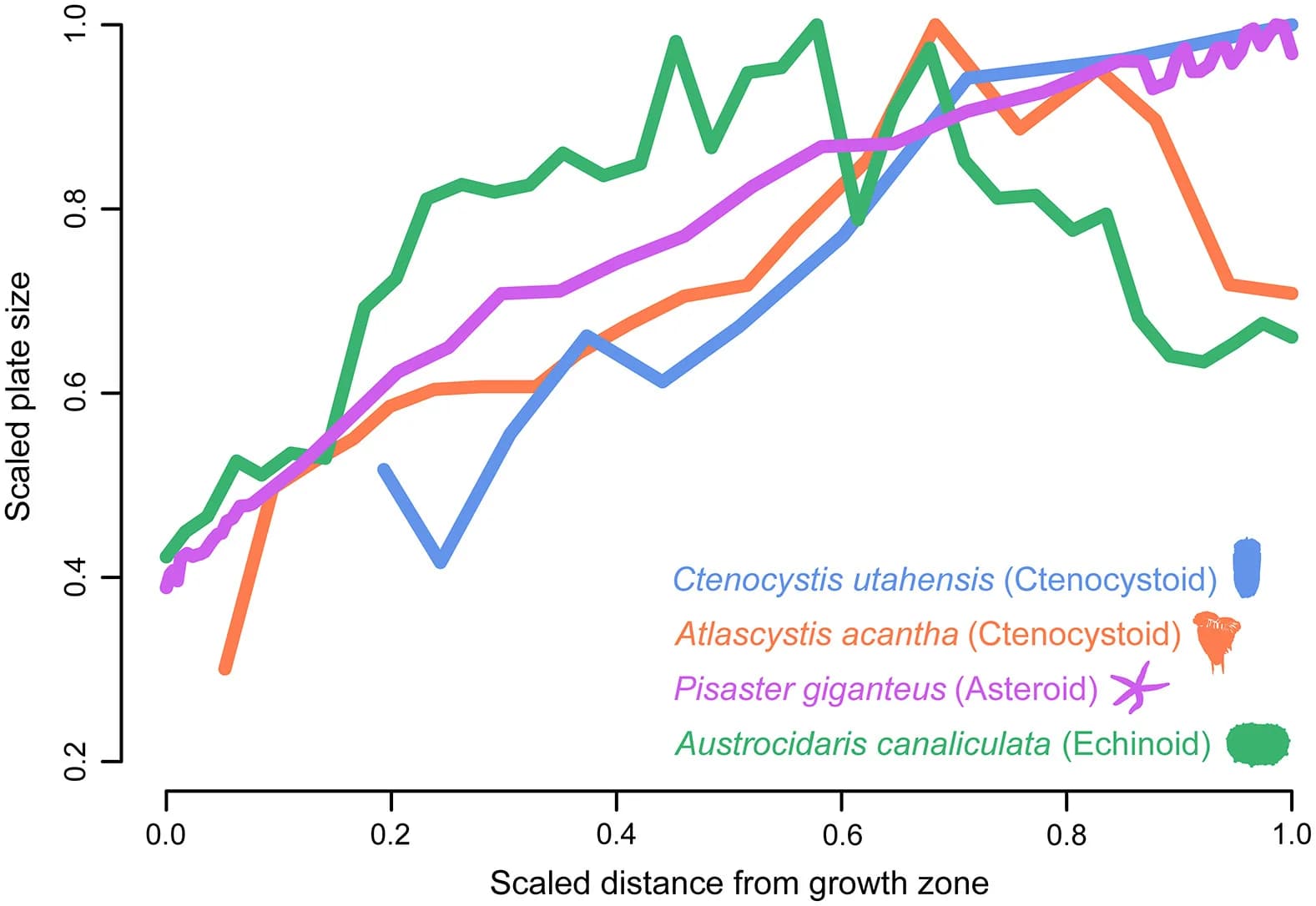 Open access visualization of Line Plot, Plate Size, Growth Zone, Atlascystis acantha, Ctenocystis utahensis