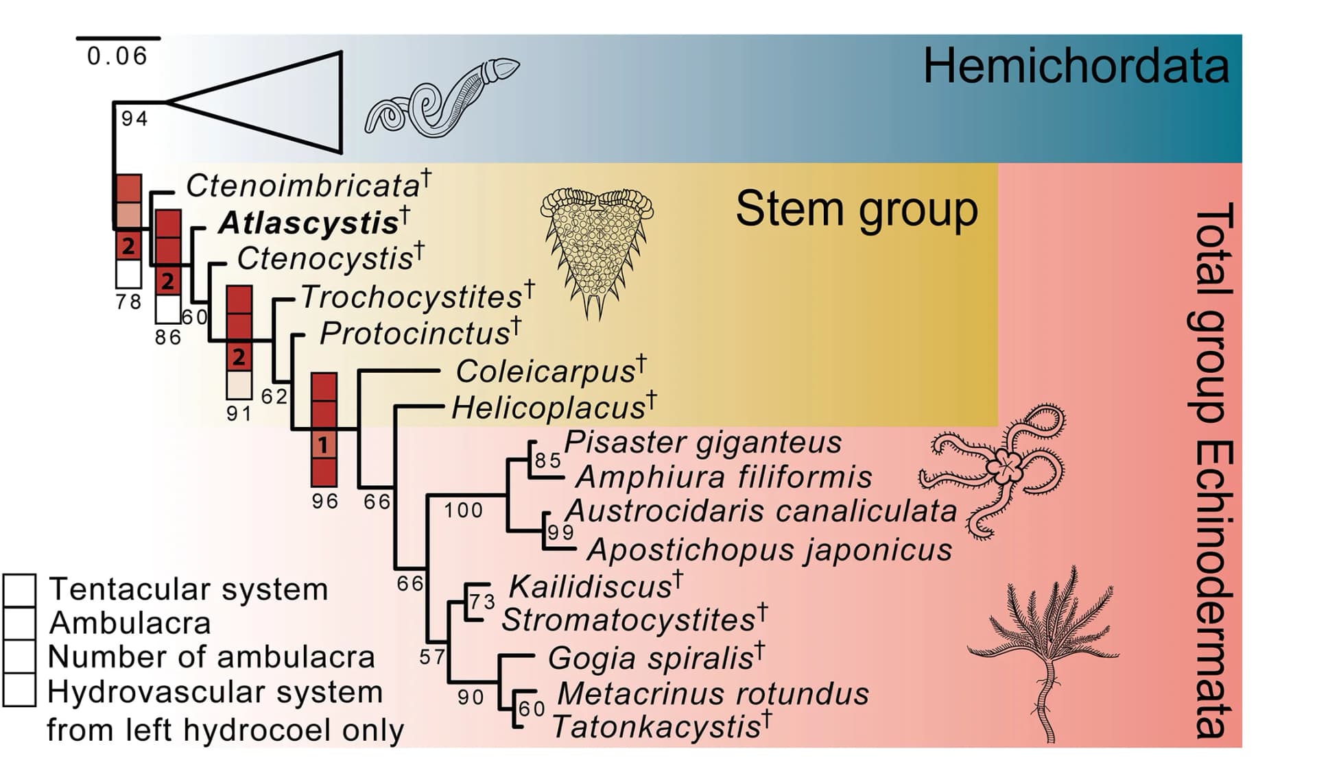 Open access visualization of Workflow, Illustration, Phylogenetic Tree, Bayesian Analysis, Ancestral State Reconstruction