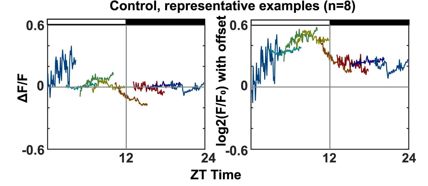 Open access visualization of Line Plot, Control Flies, Molecular Clock, Calcium Activity