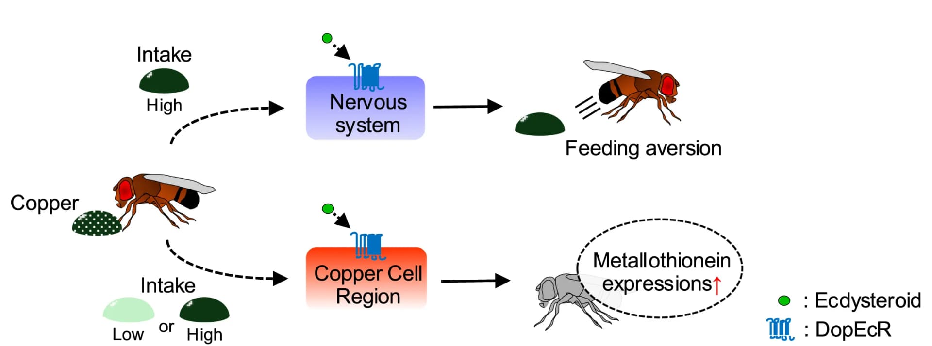 Open access visualization of Workflow, Illustration, Ecdysteroid, DopEcR Signaling, Neuronal Cells