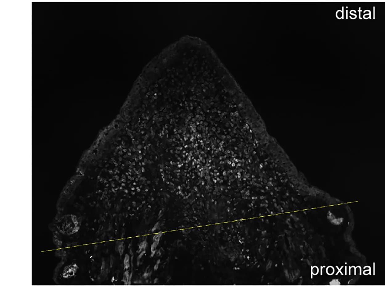 Open access visualization of Microscopy, Limb Blastema, MKNK2-Positive Cells, Nuclear Staining