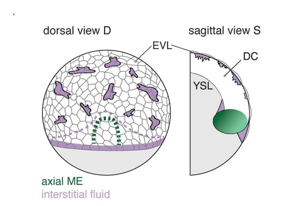 Open access visualization of Illustration, Interstitial Fluid, Axial Mesendoderm, Fertilization, Embryo