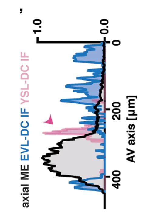 Open access visualization of Line Plot, Density Plot, Maximum Intensity Projections, Axial Mesendoderm, EGFP