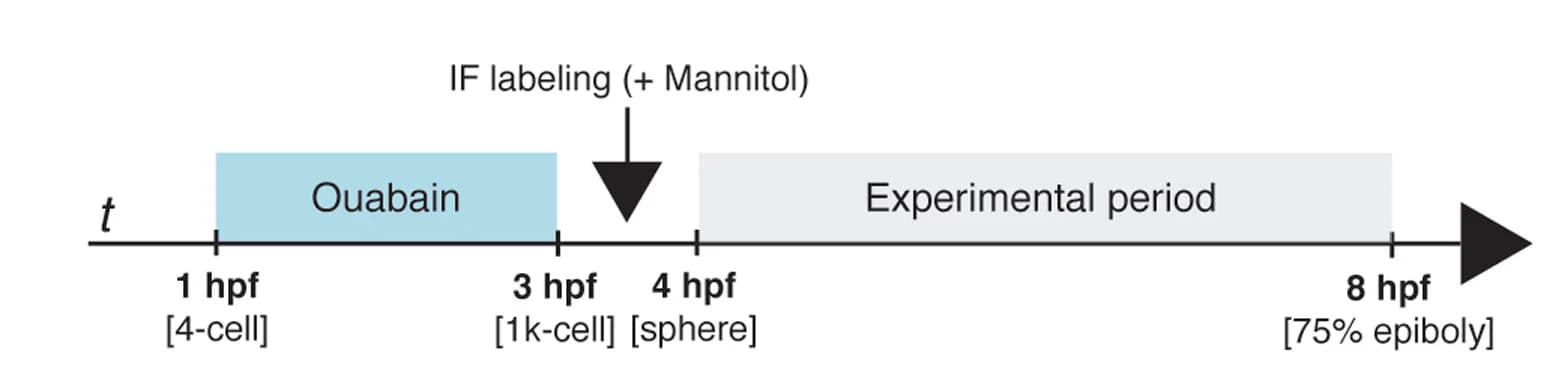 Open access visualization of Workflow, Flowchart, Schematic, Experimental Design, Control
