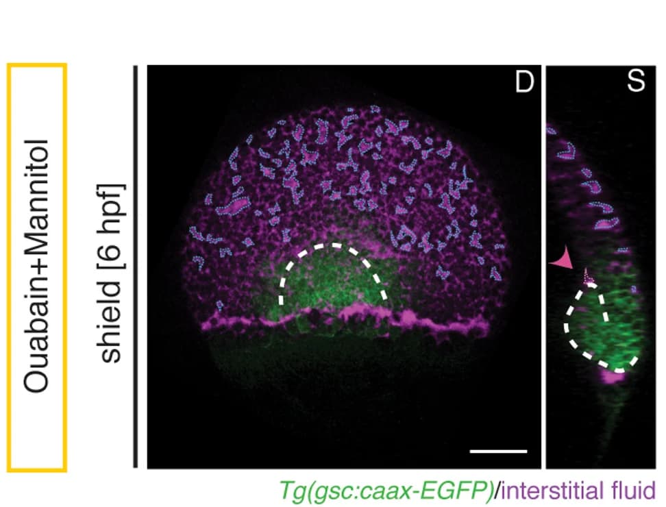 Open access visualization of Microscopy, Maximum Intensity Projections, Axial Mesendoderm, EGFP, Fluorescent Dextran