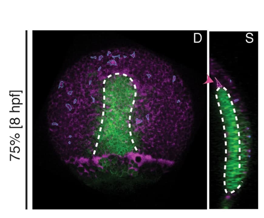 Open access visualization of Microscopy, Maximum Intensity Projections, Axial Mesendoderm, EGFP, Fluorescent Dextran