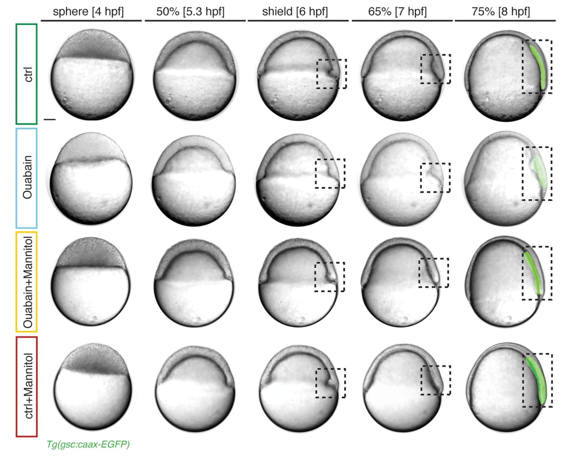 Open access visualization of Microscopy, Bright-Field, Fluorescence, Embryos, Prechordal Plate