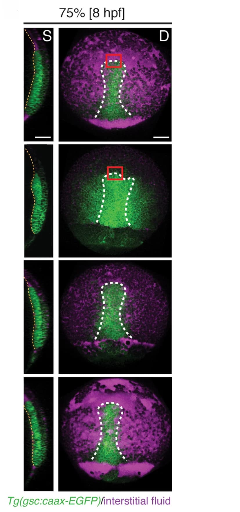 Open access visualization of Microscopy, Cross-Sections, Sagittal View, Dorsal View, Embryos