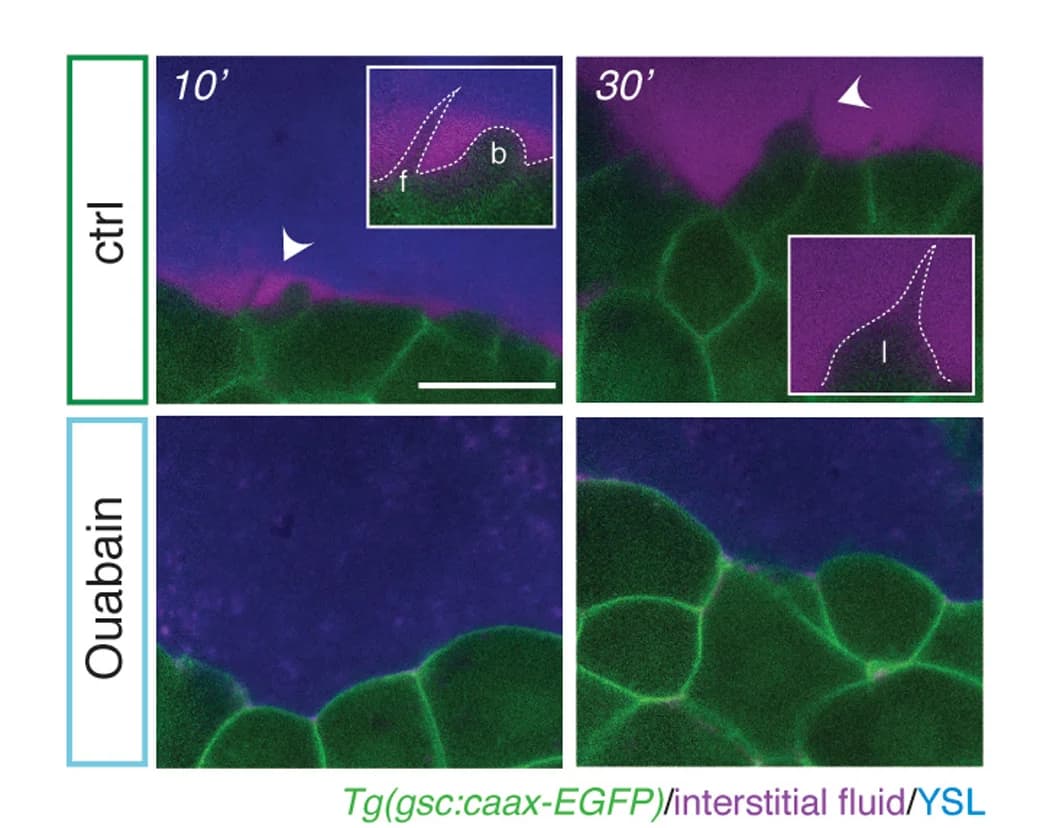 Open access visualization of Microscopy, High Resolution Images, Dorsal View, Embryos, Interstitial Fluid