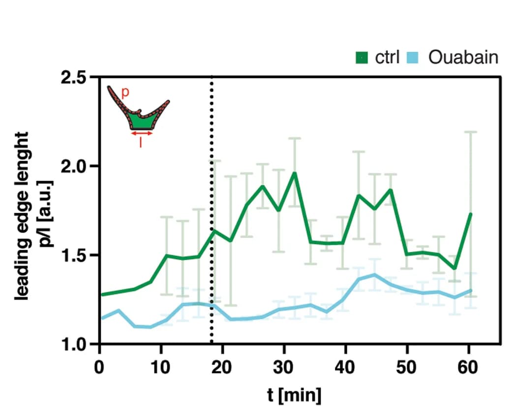 Open access visualization of Line Plot, Error Bars, Quantification, Embryos, Deep Cells